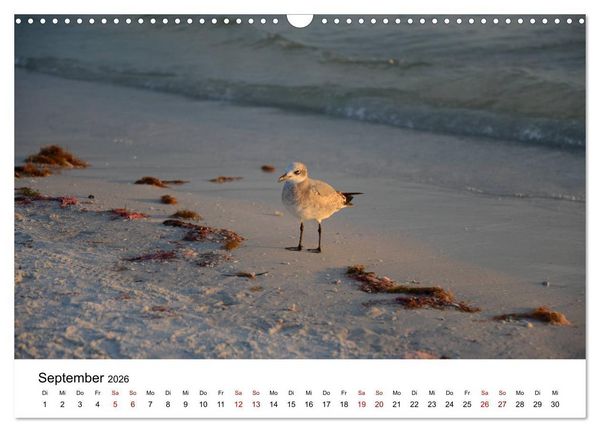 Produktbild: M&ouml;wen am Meer (Wandkalender 2026 DIN A3 quer), CALVENDO Monatskalender