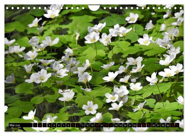 Produktbild: Naturwunder Wald (Wandkalender 2026 DIN A4 quer), CALVENDO Monatskalender