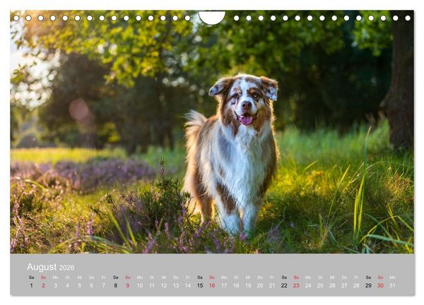 Produktbild: Australian Shepherd 2026 (Wandkalender 2026 DIN A4 quer), CALVENDO Monatskalender