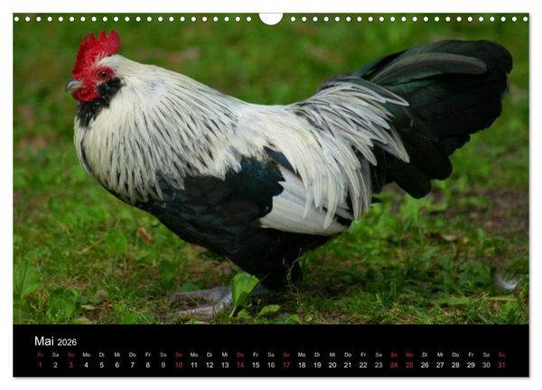 Produktbild: Die Welt der H&uuml;hner (Wandkalender 2026 DIN A3 quer), CALVENDO Monatskalender