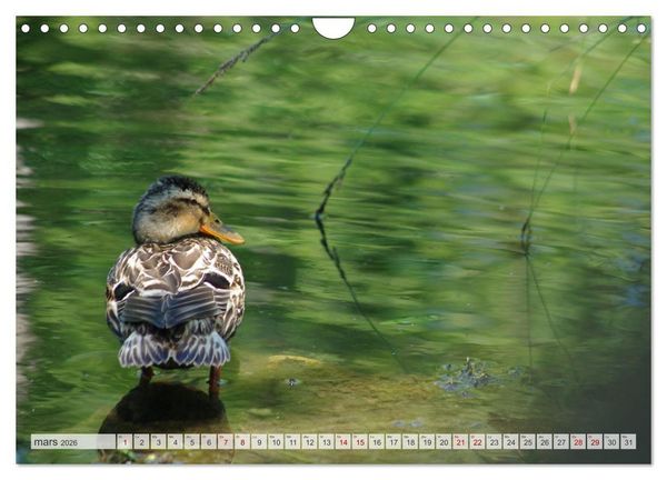 Produktbild: Oiseaux libres et sauvages (Calendrier mural 2026 DIN A4 vertical), CALVENDO calendrier mensuel