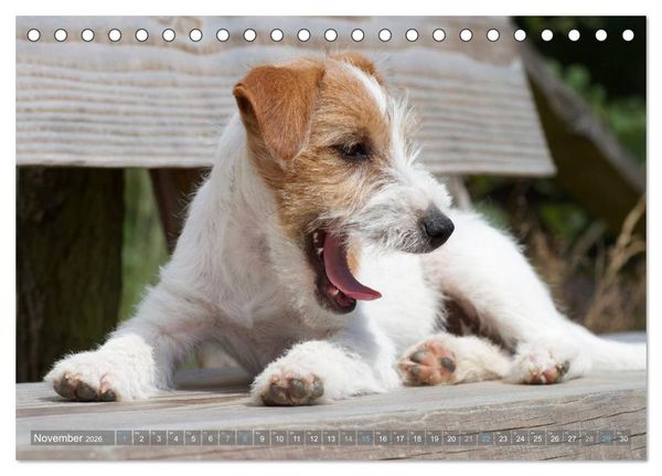 Produktbild: Faszination Terrier (Tischkalender 2026 DIN A5 quer), CALVENDO Monatskalender