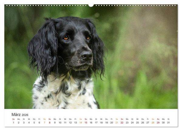 Produktbild: Treue Jagdgef&auml;hrten - Jagdhunderassen im Portrait (hochwertiger Premium Wandkalender 2026 DIN A2 quer), Kunstdruck in Hochglanz