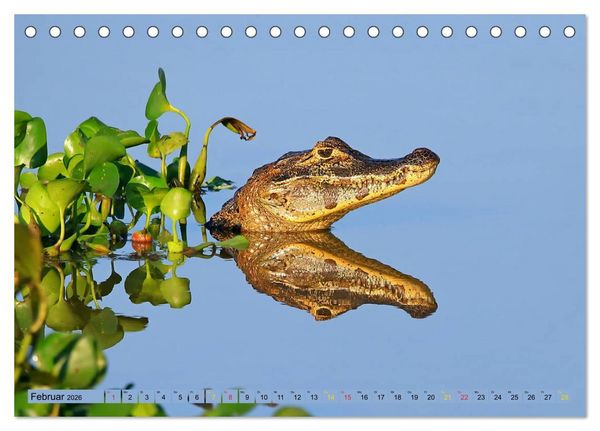 Produktbild: Krokodile in der Wildnis (Tischkalender 2026 DIN A5 quer), CALVENDO Monatskalender