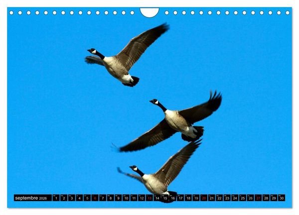 Produktbild: BERNACHES (Calendrier mural 2026 DIN A4 vertical), CALVENDO calendrier mensuel