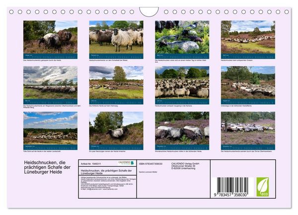 Produktbild: Heidschnucken, die pr&auml;chtigen Schafe der L&uuml;neburger Heide (Wandkalender 2026 DIN A4 quer), CALVENDO Monatskalender