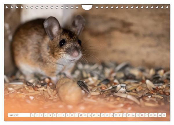 Produktbild: Die Maus im Vogelhaus (Wandkalender 2026 DIN A4 quer), CALVENDO Monatskalender