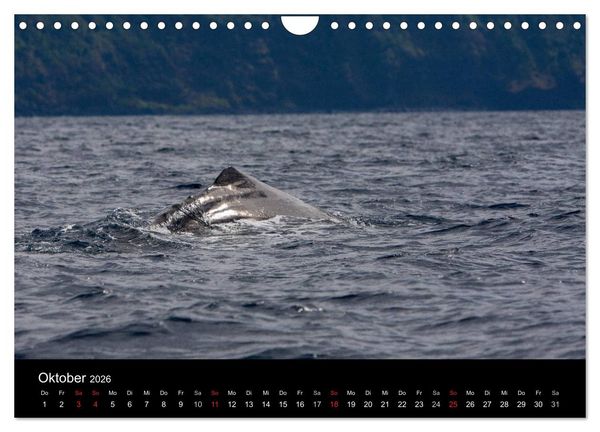 Produktbild: Wale (Wandkalender 2026 DIN A4 quer), CALVENDO Monatskalender
