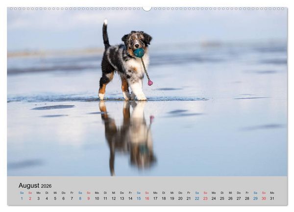 Produktbild: Australian Shepherd Welpen 2026 (hochwertiger Premium Wandkalender 2026 DIN A2 quer), Kunstdruck in Hochglanz