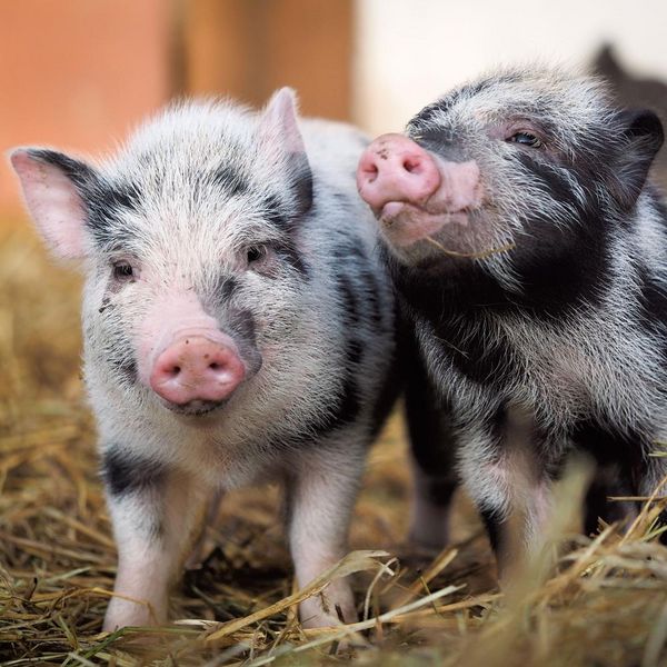 Produktbild: Piggies/Schweinchen 2024