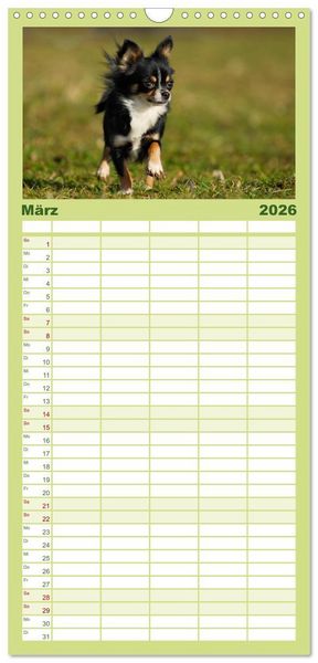 Produktbild: Familienplaner 2026 - Chihuahua - Kleine Hunde ganz gro&szlig; mit 5 Spalten (Wandkalender, 21 x 45 cm) CALVENDO