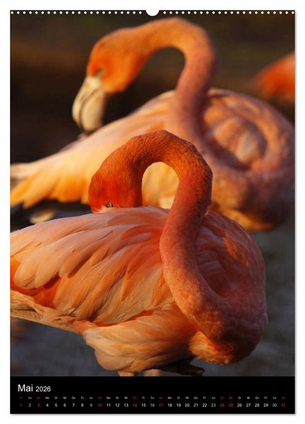Produktbild: Flamingos - Eleganz in Rot und Rosa (Wandkalender 2026 DIN A2 hoch), CALVENDO Monatskalender