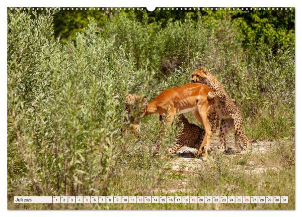 Produktbild: Afrikas wilde Katzen (hochwertiger Premium Wandkalender 2026 DIN A2 quer), Kunstdruck in Hochglanz