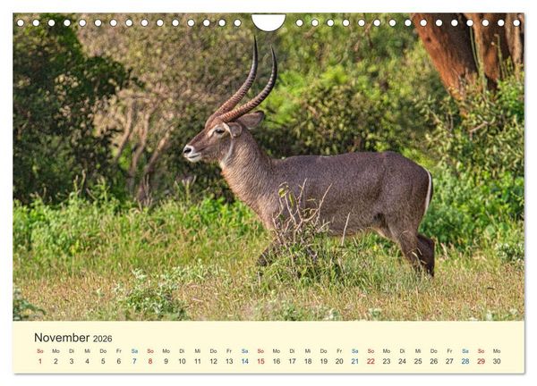 Produktbild: Safari in Kenia (Wandkalender 2026 DIN A4 quer), CALVENDO Monatskalender