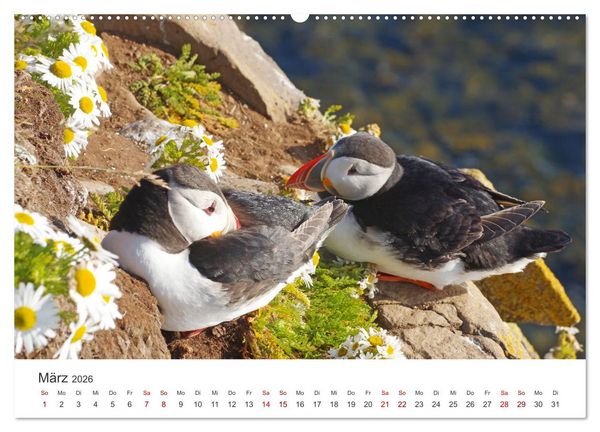Produktbild: Papageitaucher - Clowns der nordischen Vogelwelt (hochwertiger Premium Wandkalender 2026 DIN A2 quer), Kunstdruck in Hochglanz