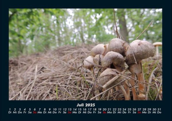 Produktbild: Waldzauber 2025 Fotokalender DIN A4