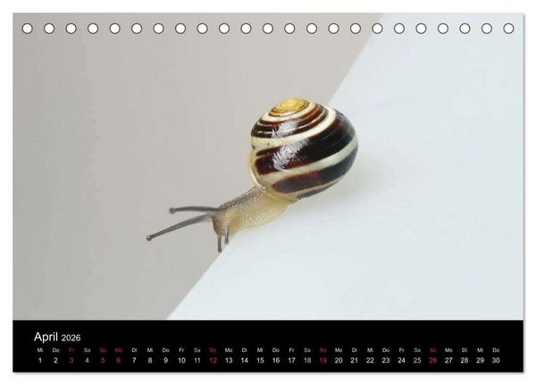 Produktbild: Lautlose Begleiter - Schnecken (Tischkalender 2026 DIN A5 quer), CALVENDO Monatskalender