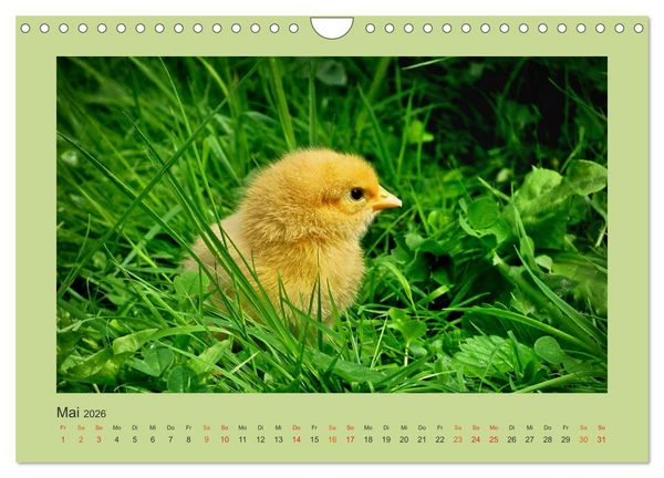 Produktbild: Wer schnattert und gackert denn da? - K&uuml;ken-Edition (Wandkalender 2026 DIN A4 quer), CALVENDO Monatskalender