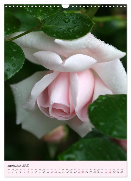 Produktbild: Une f&ecirc;te des roses (Calendrier mural 2026 DIN A3 horizontal), CALVENDO calendrier mensuel