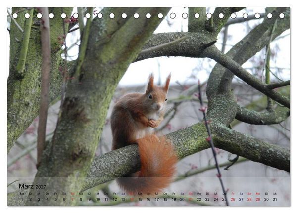 Produktbild: Spa&szlig; mit Eichh&ouml;rnchen! (Tischkalender 2027 DIN A5 quer), CALVENDO Monatskalender