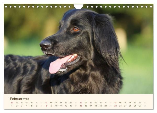 Produktbild: Hovawarte - einmal anders (Wandkalender 2026 DIN A4 quer), CALVENDO Monatskalender