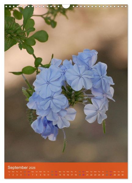 Produktbild: Mexican Garden Flowers - Aguascalientes (Wall Calendar 2026 DIN A3 portrait), CALVENDO 12 Month Wall Calendar