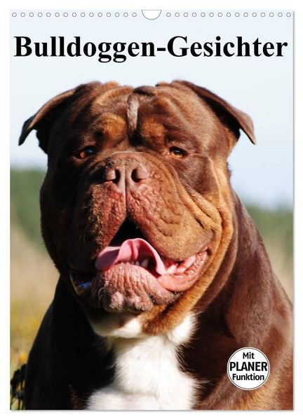 Produktbild: Bulldoggen-Gesichter (Wandkalender 2026 DIN A3 hoch), CALVENDO Monatskalender
