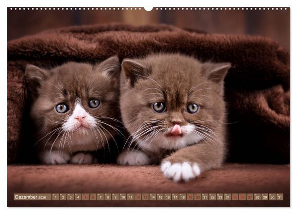 Produktbild: Katzenkinder - Britisch Kurzhaar (hochwertiger Premium Wandkalender 2026 DIN A2 quer), Kunstdruck in Hochglanz