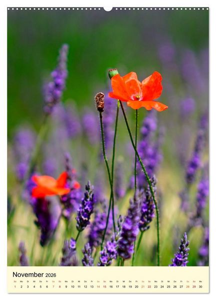 Produktbild: Provence Lavendel Paradies (Wandkalender 2026 DIN A2 hoch), CALVENDO Monatskalender