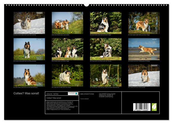 Produktbild: Collies? Was sonst! (hochwertiger Premium Wandkalender 2026 DIN A2 quer), Kunstdruck in Hochglanz