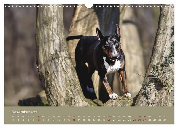 Produktbild: Bullterrier, liebenswerte Sturk&ouml;pfe (Wandkalender 2026 DIN A3 quer), CALVENDO Monatskalender