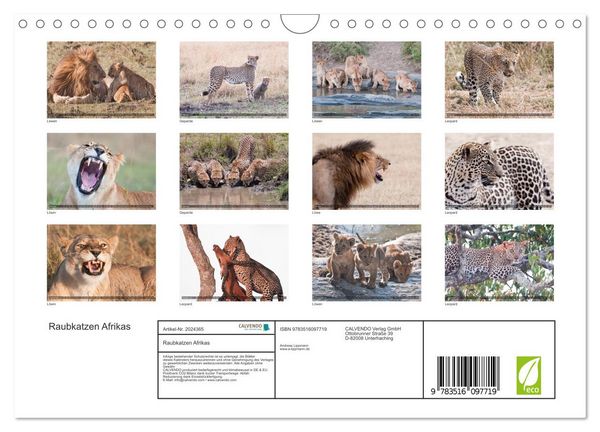 Produktbild: Raubkatzen Afrikas (Wandkalender 2026 DIN A4 quer), CALVENDO Monatskalender