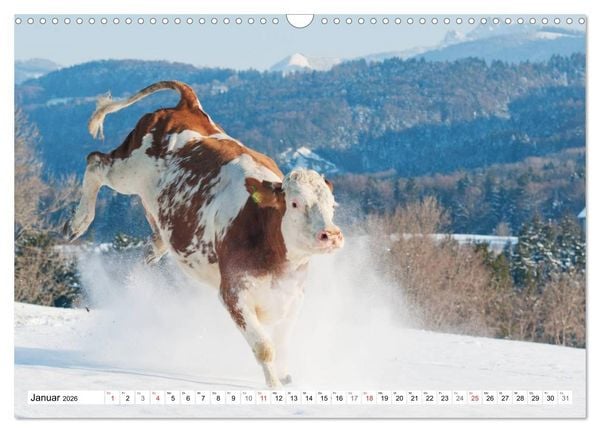 Produktbild: Alpenfleckvieh (Wandkalender 2026 DIN A3 quer), CALVENDO Monatskalender