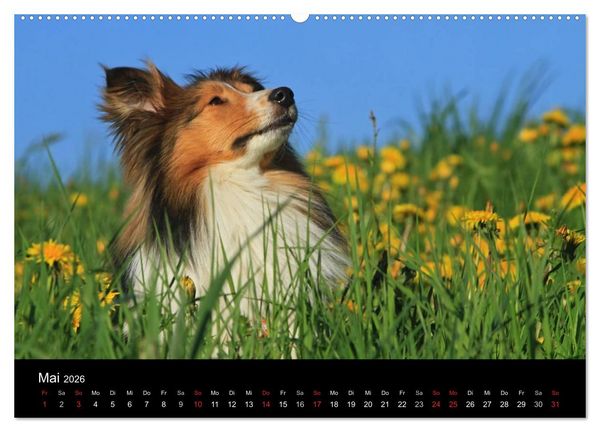 Produktbild: Shelties 2026 (Wandkalender 2026 DIN A2 quer), CALVENDO Monatskalender