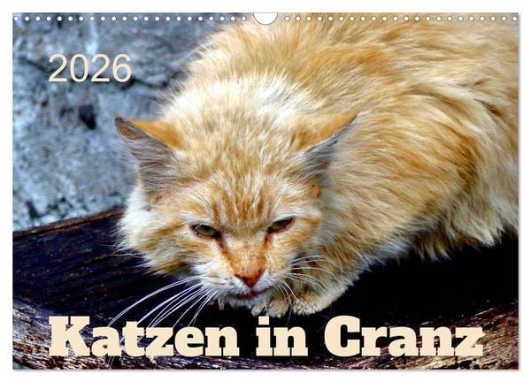 Katzen in Cranz (Wandkalender 2026 DIN A3 quer), CALVENDO Monatskalender