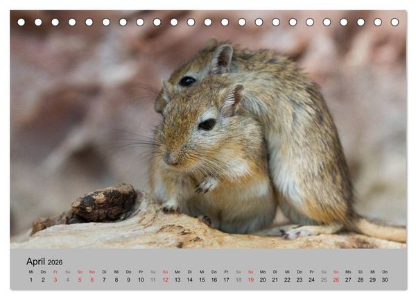 Produktbild: Mausebande (Tischkalender 2026 DIN A5 quer), CALVENDO Monatskalender
