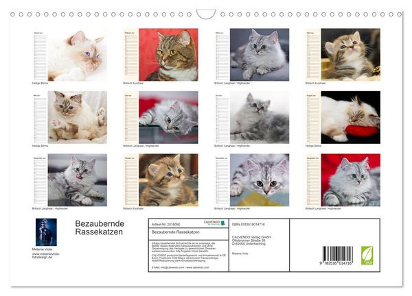 Produktbild: Bezaubernde Rassekatzen (Wandkalender 2026 DIN A3 quer), CALVENDO Monatskalender
