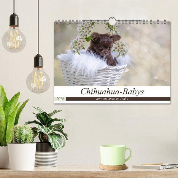 Produktbild: Chihuahua-Babys - Amy und Angel im Studio (Wandkalender 2026 DIN A4 quer), CALVENDO Monatskalender