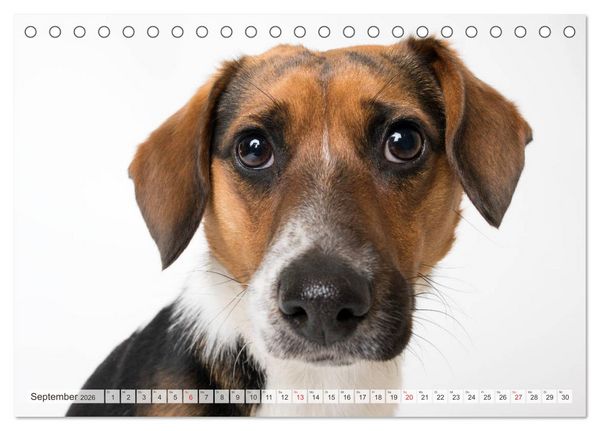 Produktbild: Kleine Hunde - Gro&szlig;e Blicke (Tischkalender 2026 DIN A5 quer), CALVENDO Monatskalender