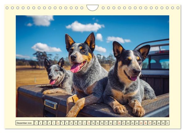 Produktbild: Australian Cattle Dogs. Echte Cowboys und Helden der Farm (Wandkalender 2026 DIN A4 quer), CALVENDO Monatskalender