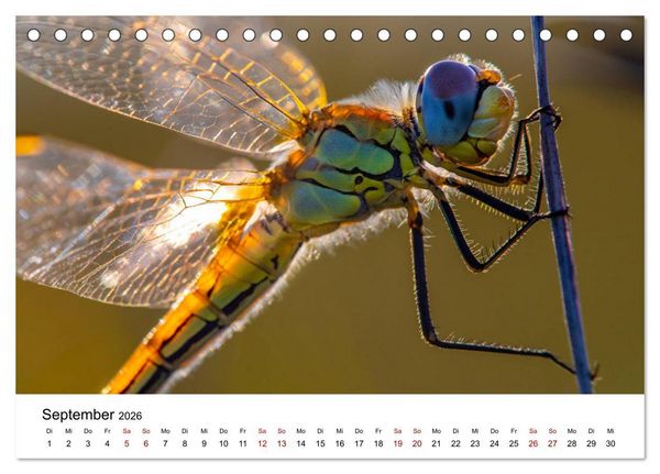 Produktbild: Oberbayerischer Insekten Kalender (Tischkalender 2026 DIN A5 quer), CALVENDO Monatskalender