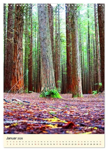 Produktbild: Redwoods - Faszination Mammutb&auml;ume (Wandkalender 2026 DIN A3 hoch), CALVENDO Monatskalender
