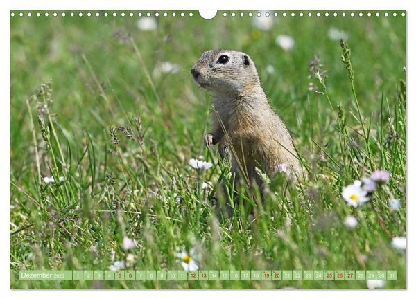 Produktbild: Ziesel im Burgenland (Wandkalender 2026 DIN A3 quer), CALVENDO Monatskalender