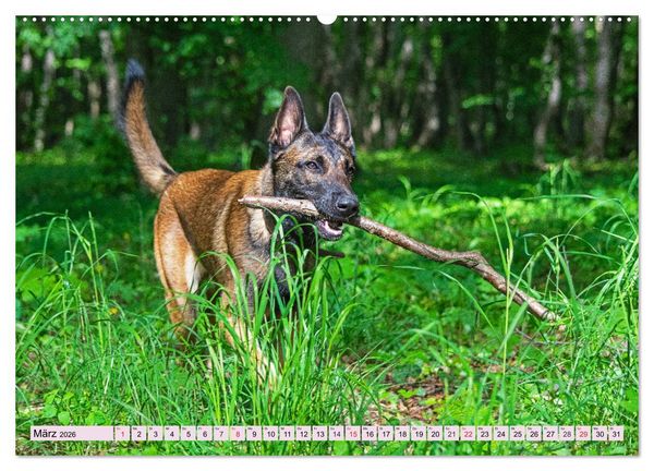 Produktbild: Freund und Besch&uuml;tzer - Der Malinois (hochwertiger Premium Wandkalender 2026 DIN A2 quer), Kunstdruck in Hochglanz