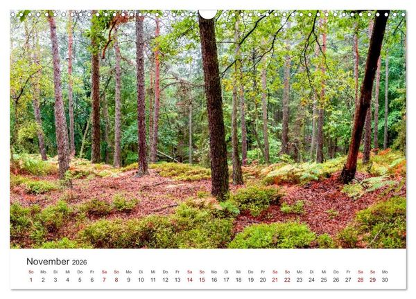 Produktbild: DEUTSCHLAND, S&auml;chsische Schweiz Nationalpark, M&auml;rchenwald (Wandkalender 2026 DIN A3 quer), CALVENDO Monatskalender