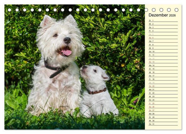 Produktbild: Kobold auf 4 Pfoten - West Highland White Terrier (Tischkalender 2026 DIN A5 quer), CALVENDO Monatskalender