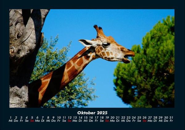 Produktbild: Giraffen 2025 Fotokalender DIN A4