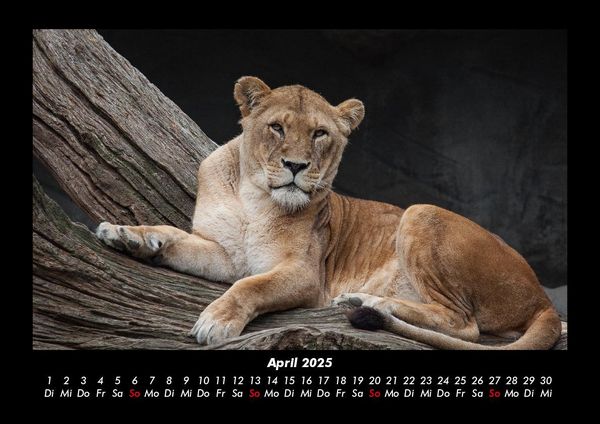 Produktbild: L&ouml;wen in der Wildnis 2025 Fotokalender DIN A3