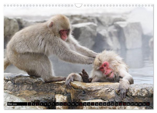 Produktbild: Schneeaffen im Jigokudani Nationalpark (Wandkalender 2026 DIN A3 quer), CALVENDO Monatskalender