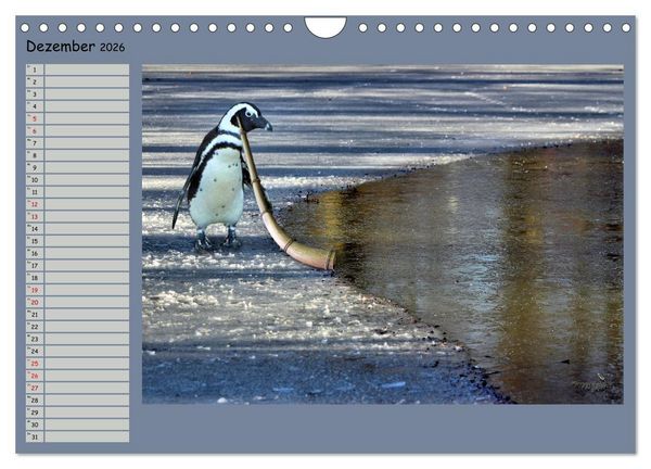 Produktbild: Pinguine privat Planer (Wandkalender 2026 DIN A4 quer), CALVENDO Monatskalender